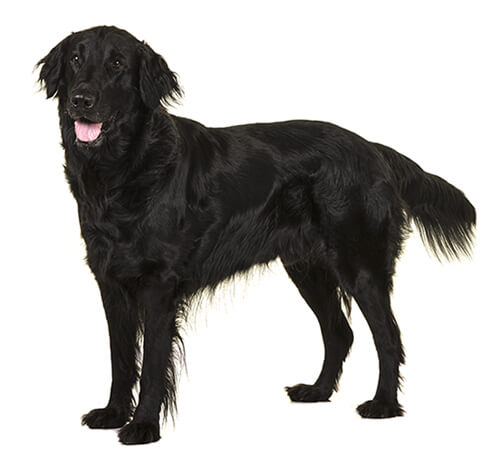 Golden flatcoated sale retriever